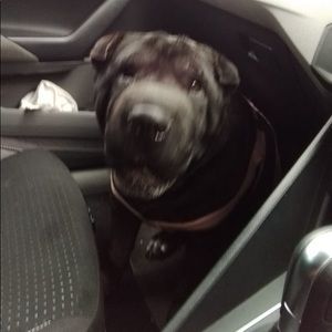 Meet your Posher, Janaina